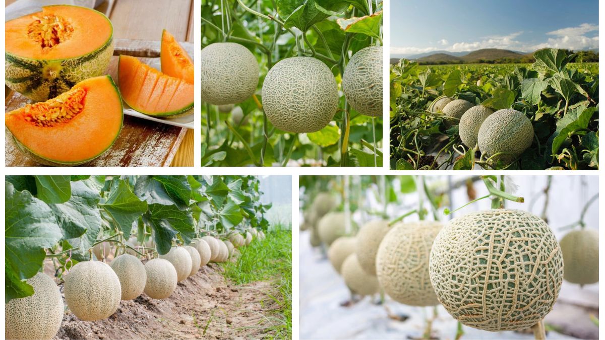 Which Country Is the Largest Cantaloupe Producer in the World?