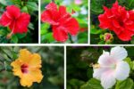 How to Start Growing Hibiscus: A Complete Guide for Brilliant Tropical Blooms