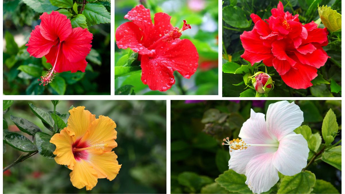 How to Start Growing Hibiscus: A Complete Guide for Brilliant Tropical Blooms