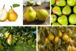 Which Country Is the Largest Pear Cultivator in the World?