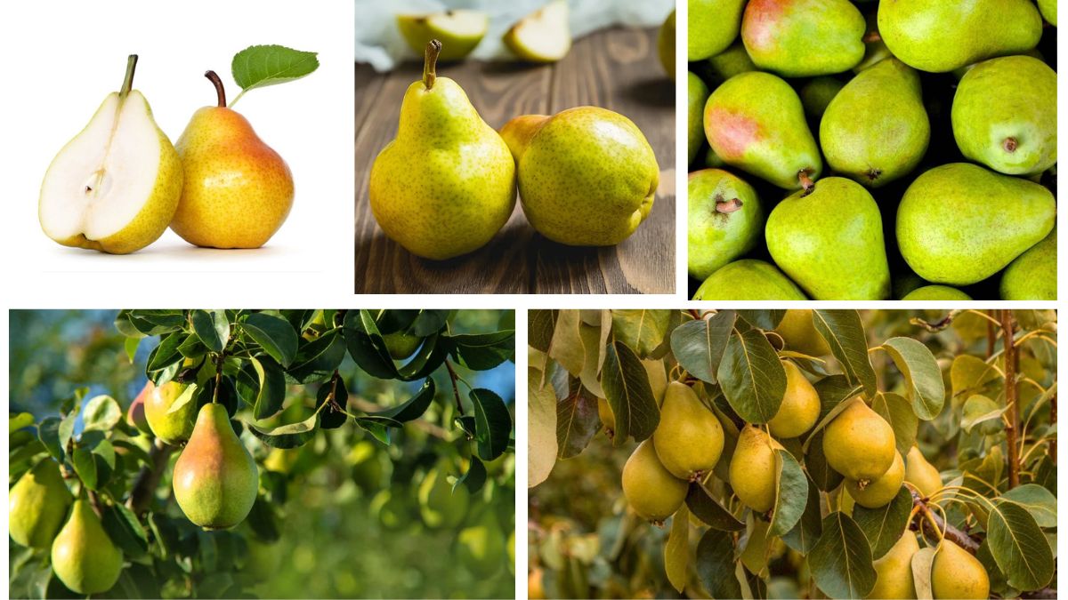 Which Country Is the Largest Pear Cultivator in the World?