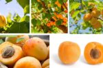 Which Country Is the Largest Apricot Harvester in the World?