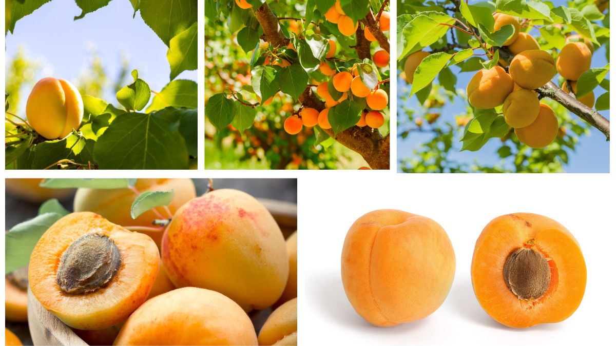 Which Country Is the Largest Apricot Harvester in the World?