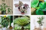 8 Rare Air-Purifying Plants to Freshen and Decorate Your Home