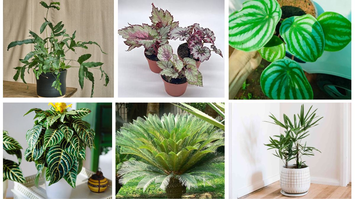 8 Rare Air-Purifying Plants to Freshen and Decorate Your Home