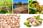Which Country Is the Largest Pistachio Farmer in the World?