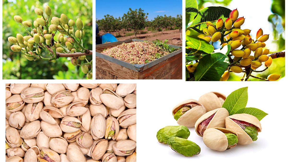 Which Country Is the Largest Pistachio Farmer in the World?