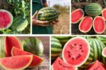 Which Country Is the Largest Watermelon Supplier in the World?
