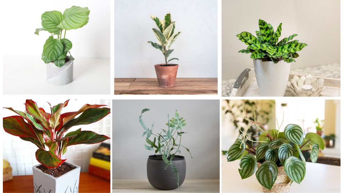 8 Unique Air-Purifying Plants to Refresh and Brighten Your Home