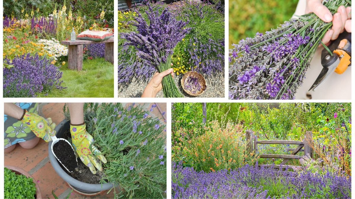 How to Start Growing Lavender: A Complete Beginner’s Guide to Sweet Success