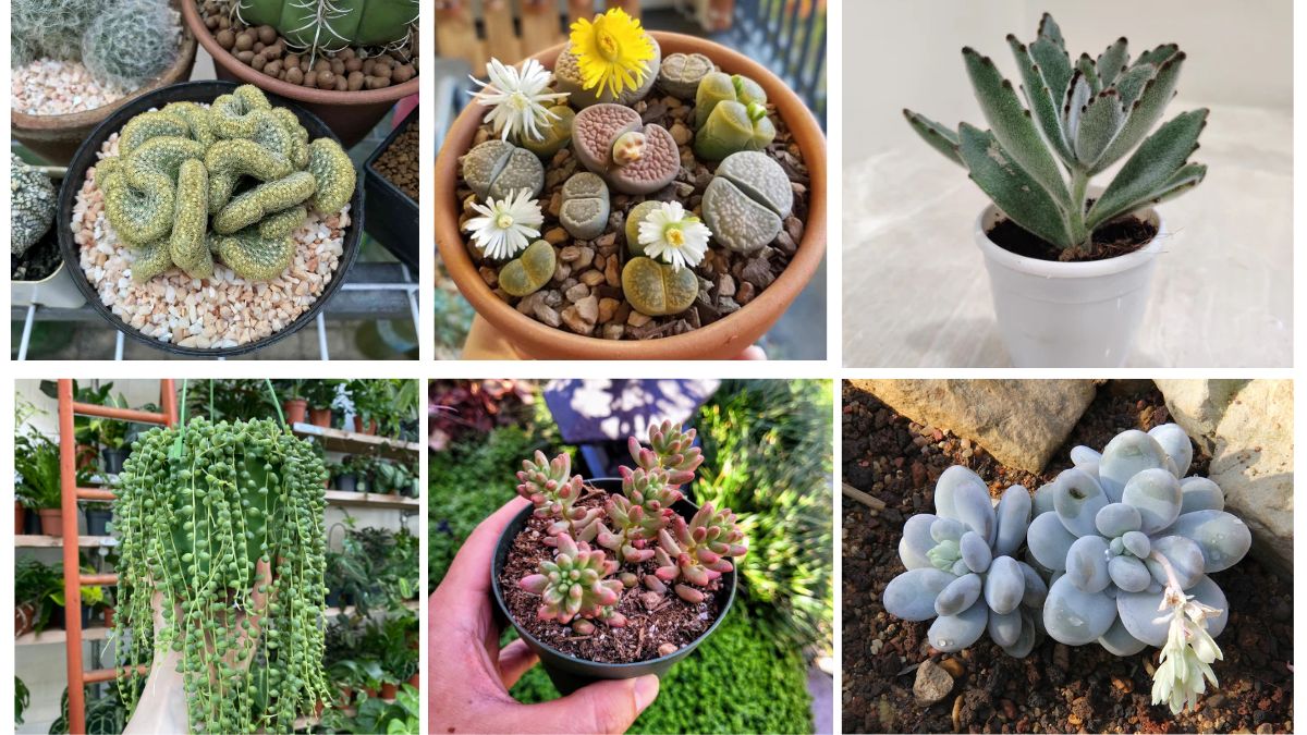 7 Unique Succulents with Unusual Shapes to Elevate Your Garden