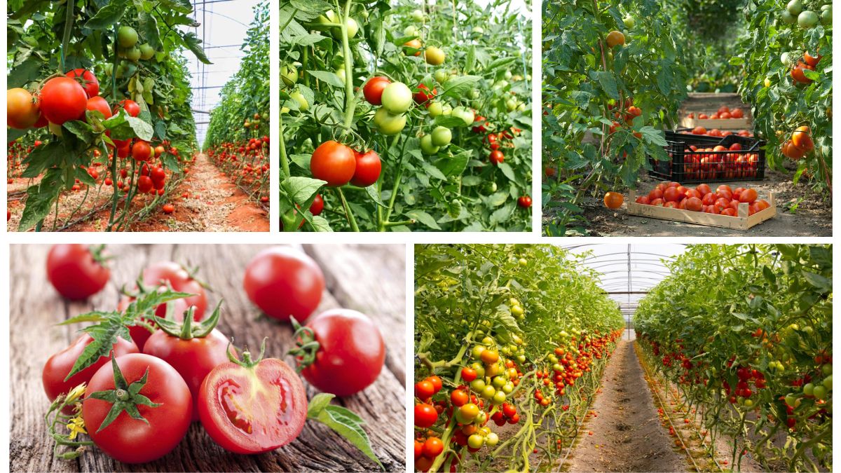 Which Country Is the Largest Tomato Supplier in the World?