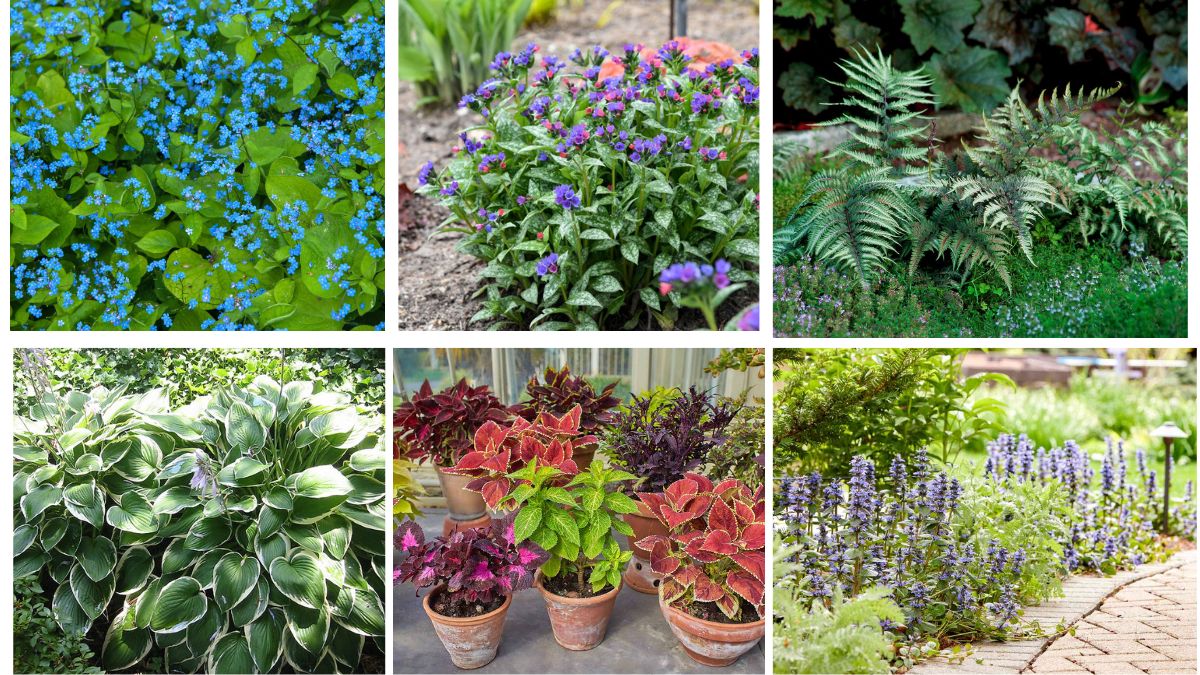 8 Colorful Foliage Perennials That Will Light Up Your Garden Year After Year