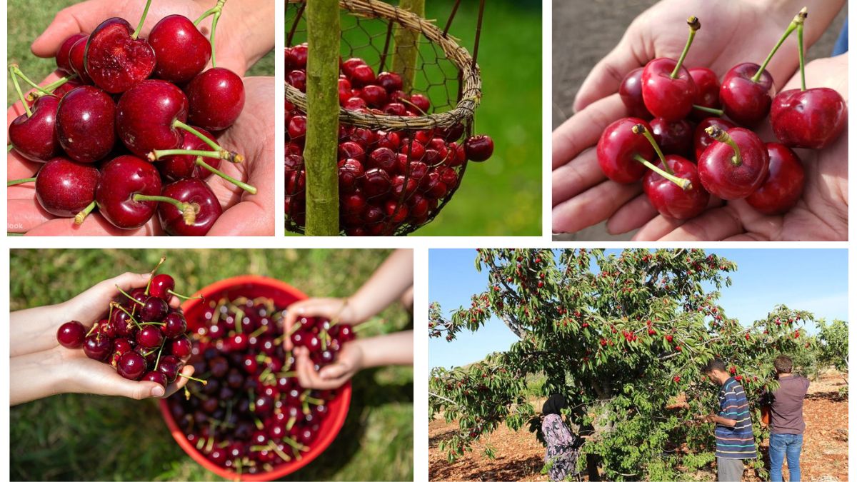 Which Country Is the Largest Cherry Grower in the World?