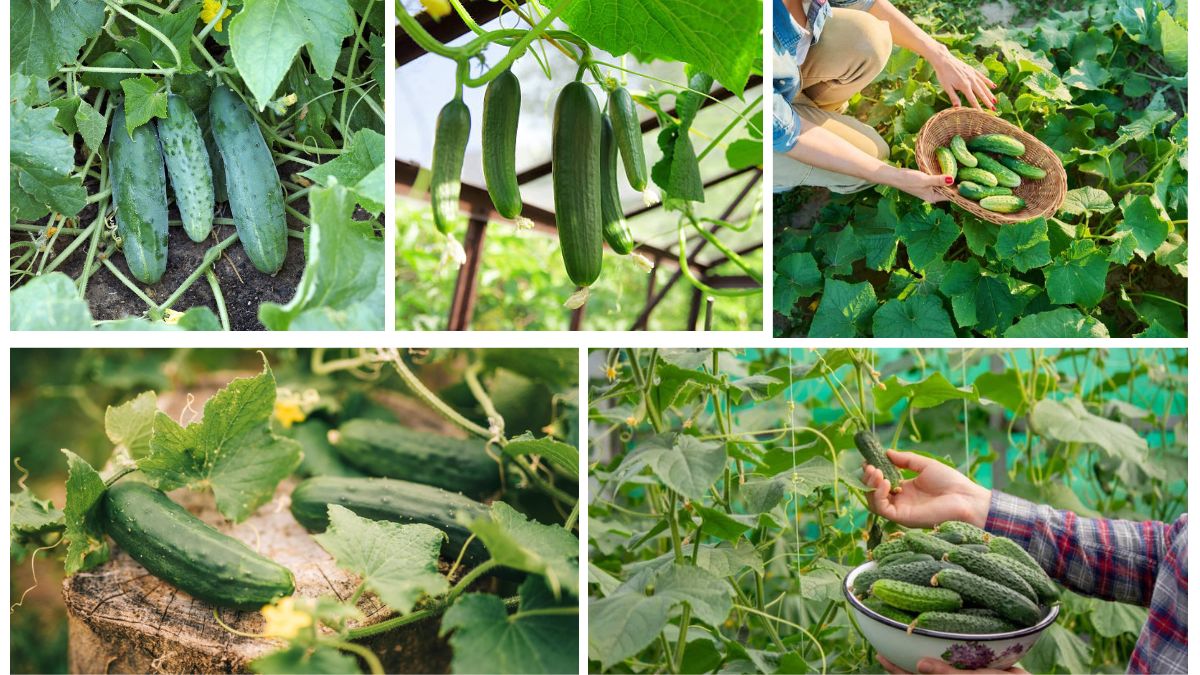 How to Start Growing Cucumbers: A Complete Guide for Crisp Harvests