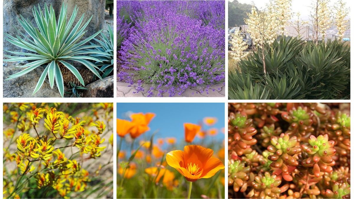8 Gorgeous Low-Water Modern Landscape Plants for a Stylish Eco-Friendly Garden