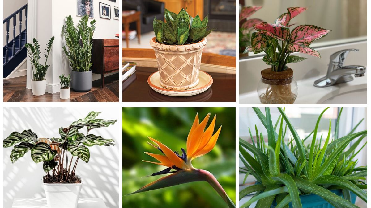 7 Exotic Low-Maintenance Plants for Interiors