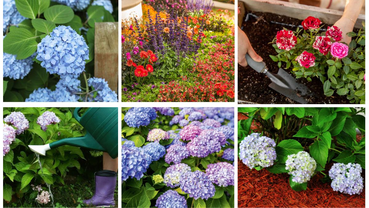 8 Tips to Grow Hydrangeas in Your Garden: A Complete Guide to Showy Blooms