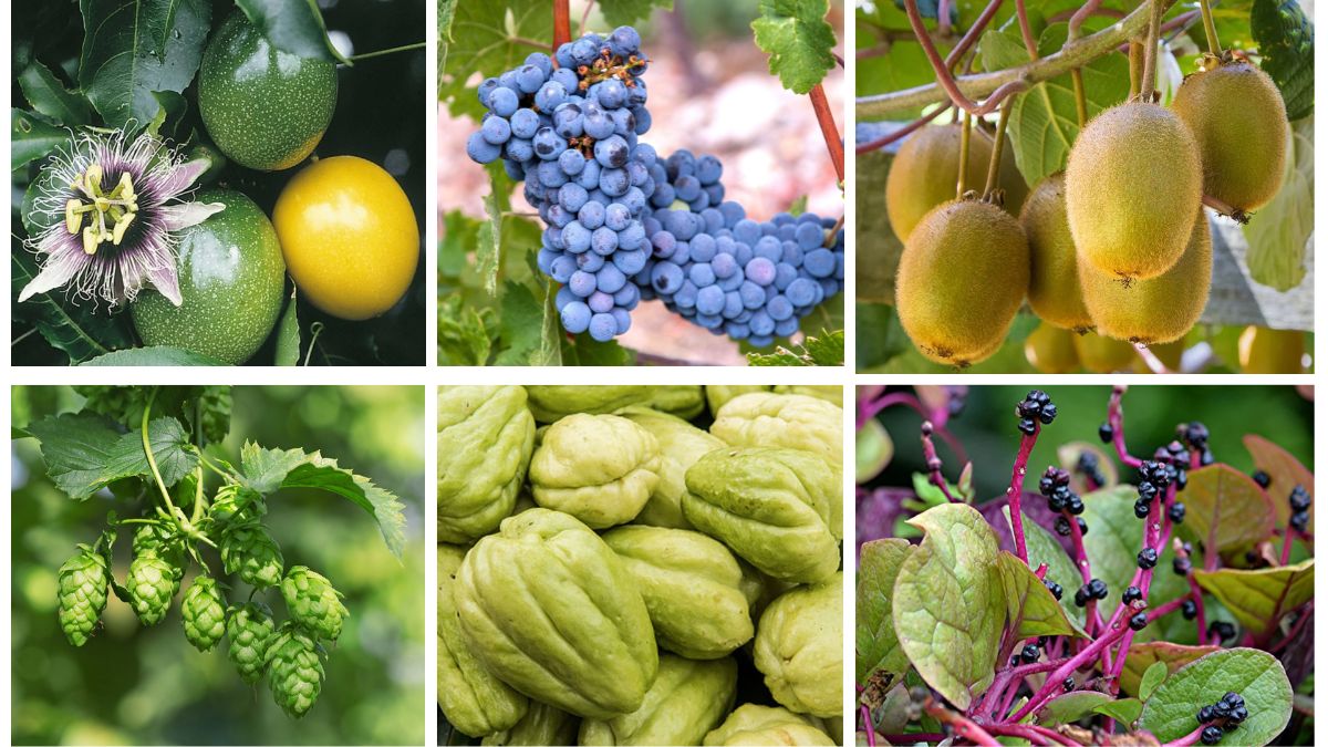 7 Unique Vining Fruit Plants to Transform Your Garden with Bountiful Harvests