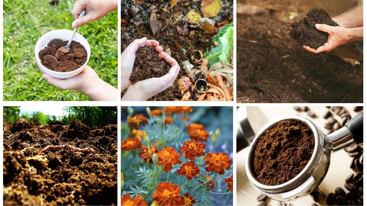 6 Tips to Use Coffee Grounds for Plant Care: A Gardener’s Secret Hack