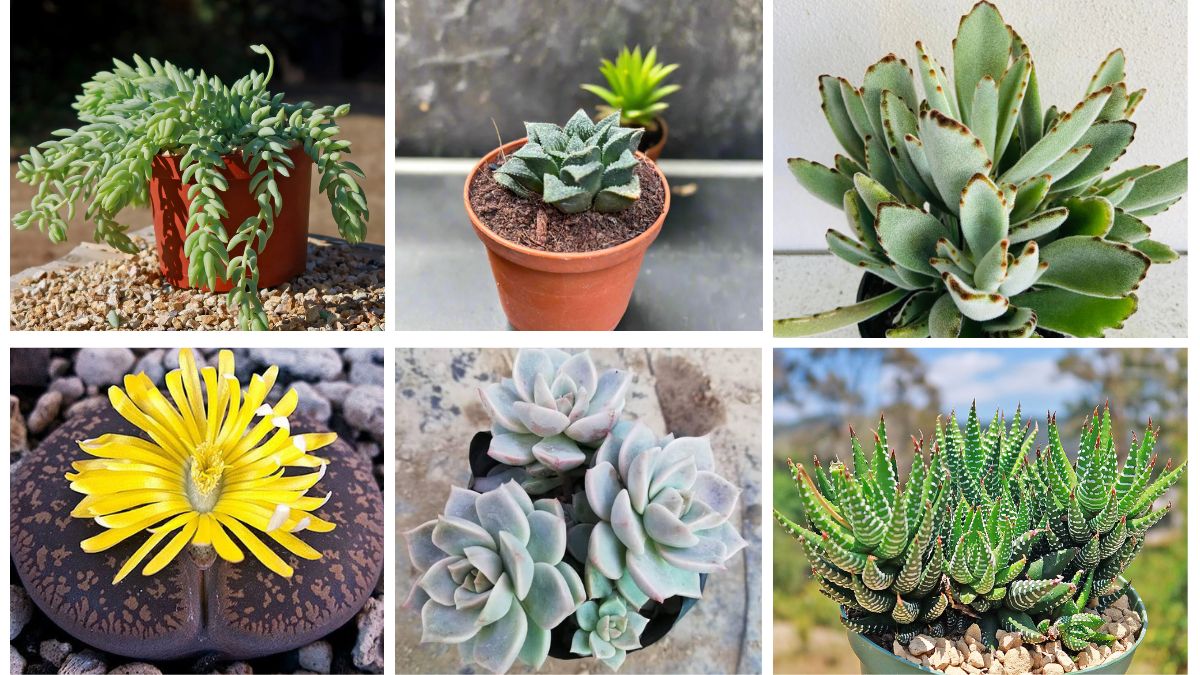 7 Cute Succulent Plants That Are Impossible to Neglect