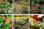 7 Tips to Plant Flowers for Shade Spots