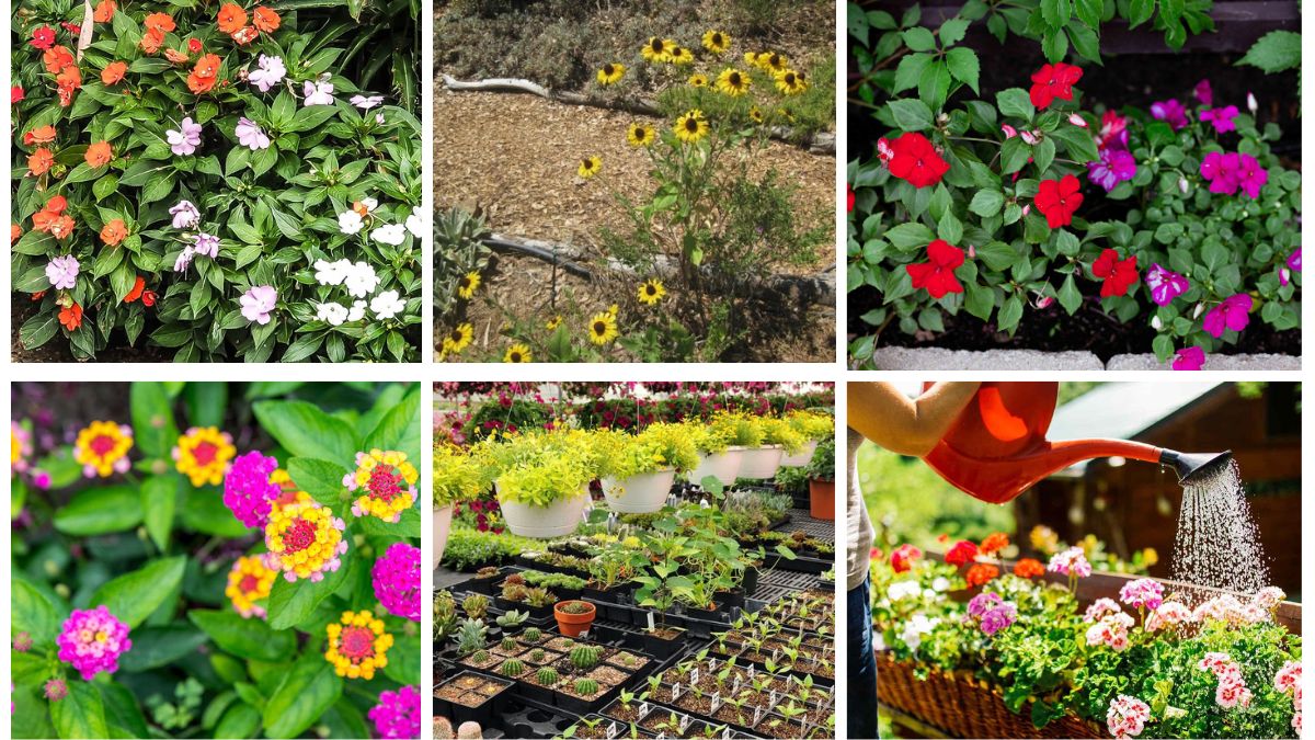 7 Tips to Plant Flowers for Shade Spots