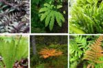 6 Unique Shade Garden Ferns to Add Lush Texture to Your Outdoor Space