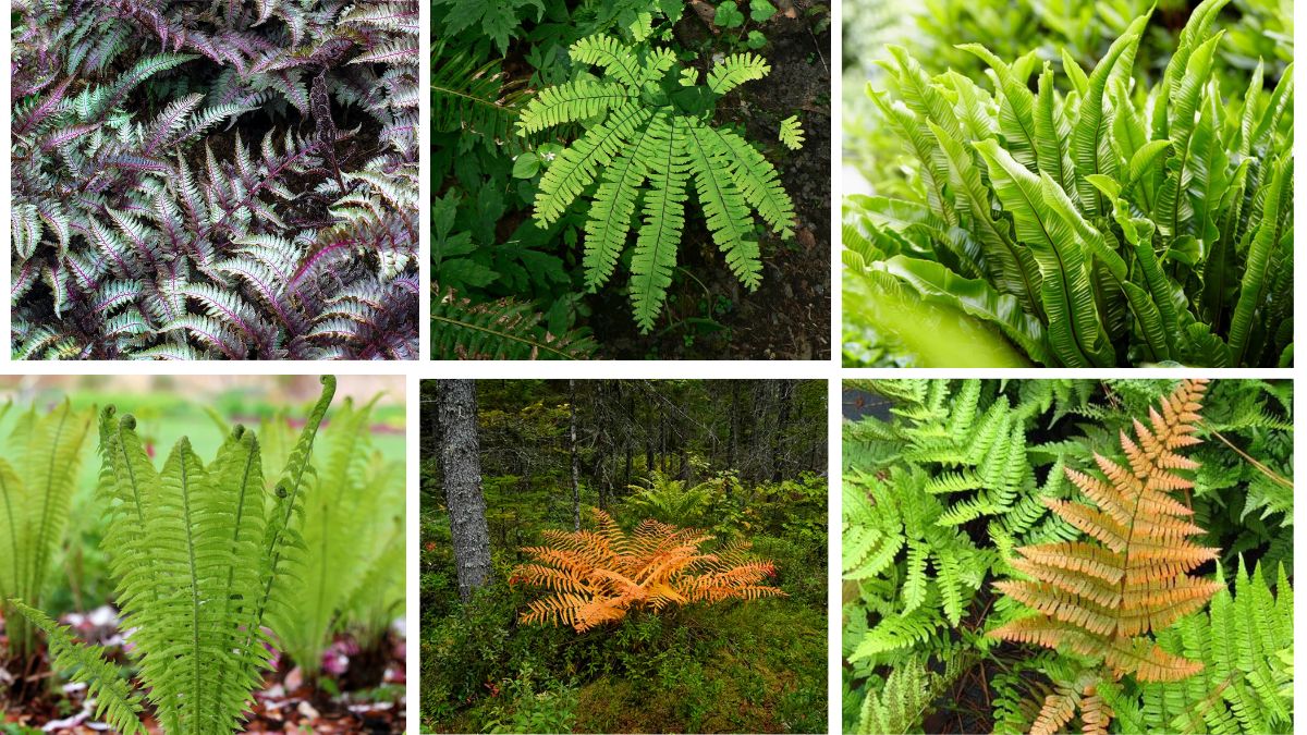 6 Unique Shade Garden Ferns to Add Lush Texture to Your Outdoor Space