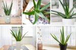 How to Start Growing Aloe Vera Indoors