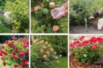 7 Tips to Fertilize Roses for More Colorful Blooms