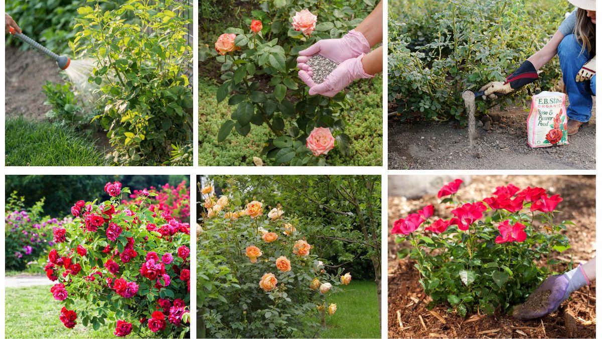 7 Tips to Fertilize Roses for More Colorful Blooms