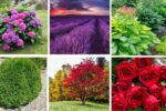 7 Beautiful Plants for Front of House Ideas for Perfect Curb Appeal