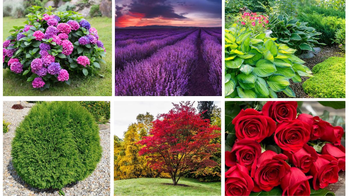 7 Beautiful Plants for Front of House Ideas for Perfect Curb Appeal
