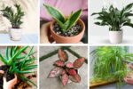 7 Low-Maintenance Self-Watering Houseplants Perfect for Busy Plant Parents