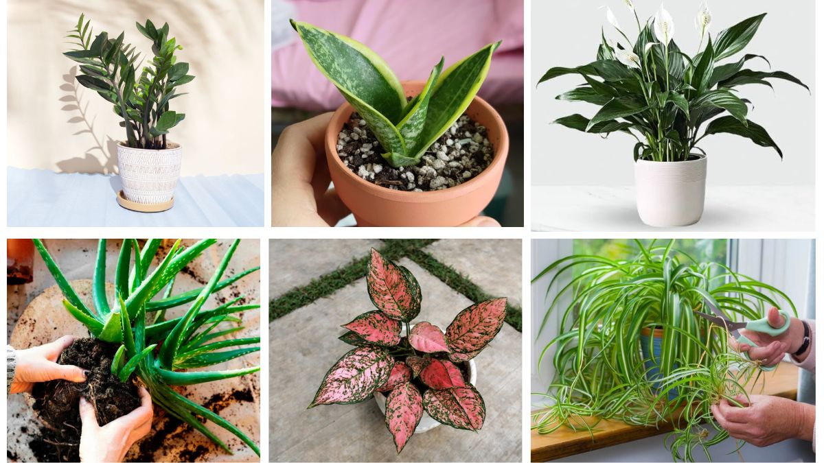 7 Low-Maintenance Self-Watering Houseplants Perfect for Busy Plant Parents