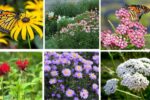 8 Wildlife-Friendly Perennials You Must Grow