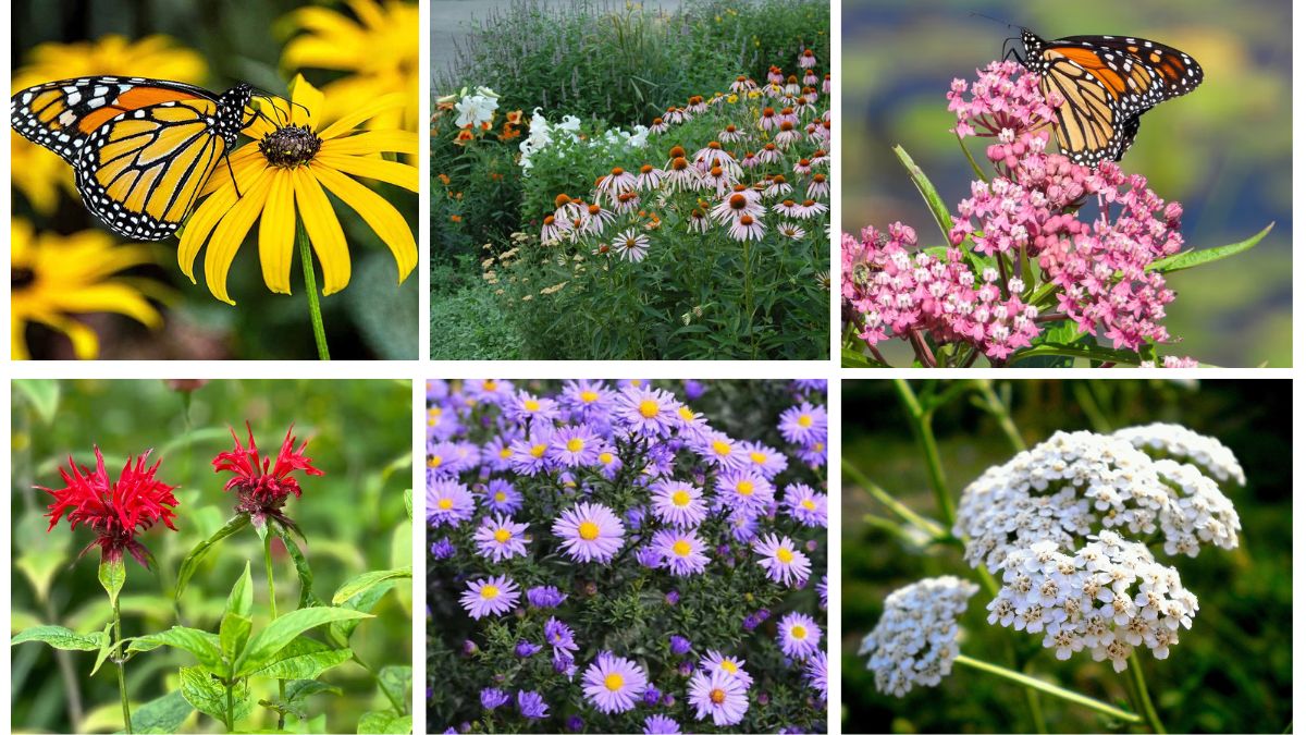 8 Wildlife-Friendly Perennials You Must Grow