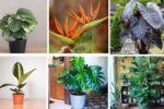 6 Stunning Indoor Plants with Big Leaves to Upgrade Your Home Look