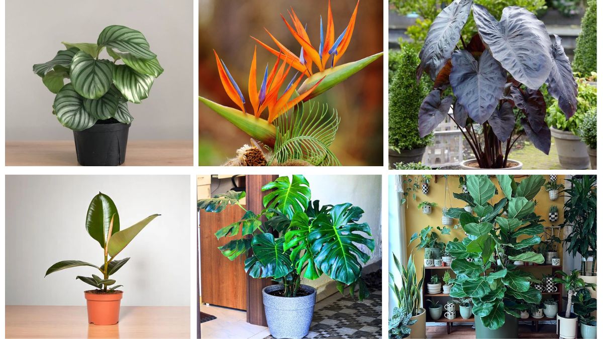 6 Stunning Indoor Plants with Big Leaves to Upgrade Your Home Look