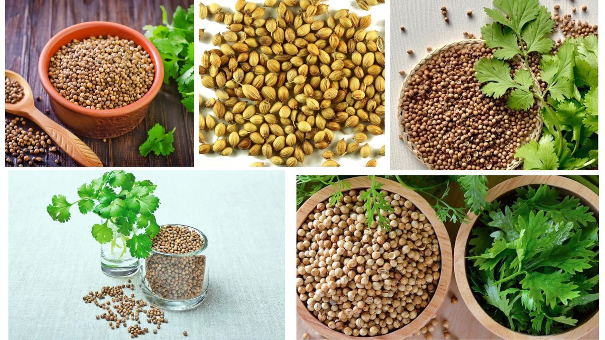 Which Country Is the Largest Coriander Producer in the World?