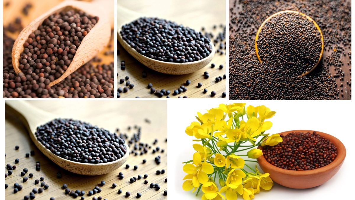 Which Country Is the Largest Mustard Seed Producer in the World?