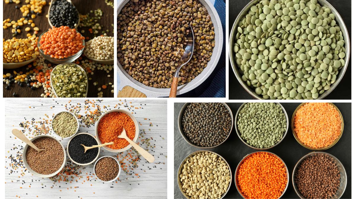 Which Country Is the Largest Lentil Producer in the World?