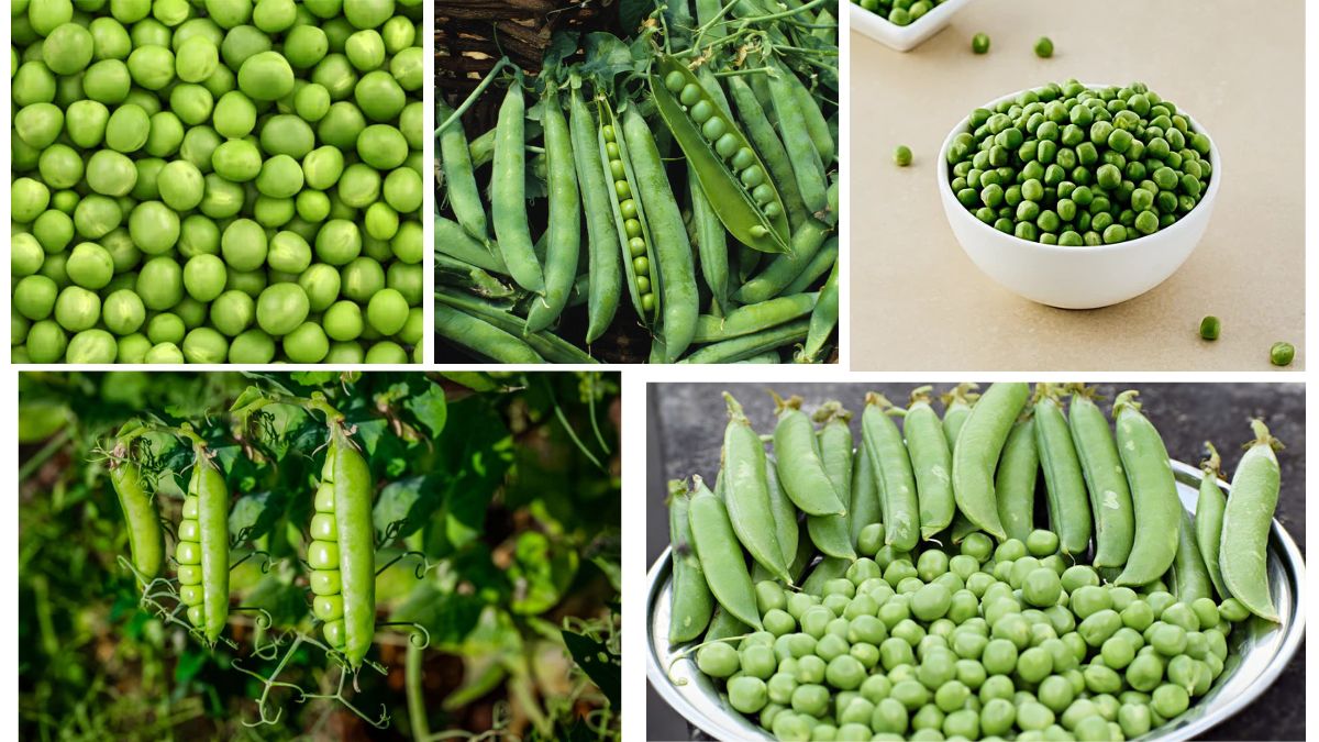 Which Country Is the Largest Pea Producer in the World?