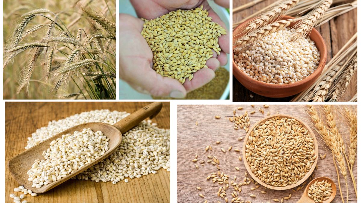 Which Country Is the Largest Barley Producer in the World?
