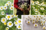 Which Country Is the Largest Chamomile Producer in the World?