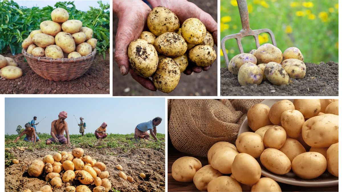 Which Country Is the Largest Potato Producer in the World?