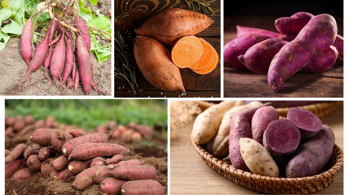 Which Country Is the Largest Sweet Potato Producer in the World?