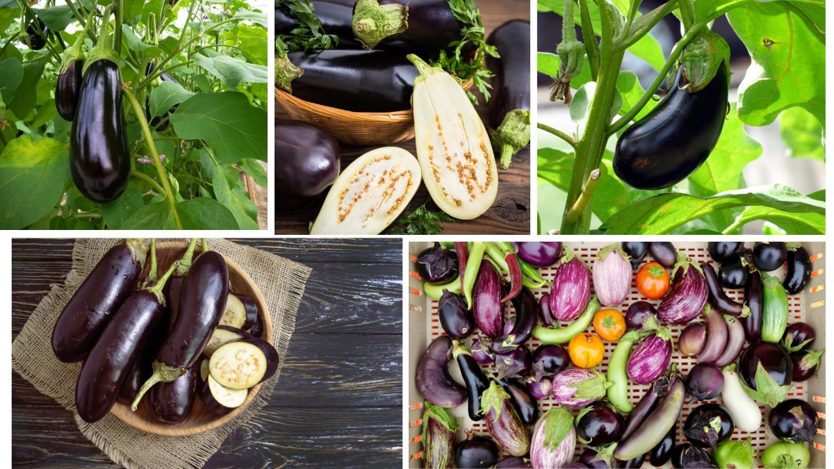 Which Country Is the Largest Eggplant Producer in the World?