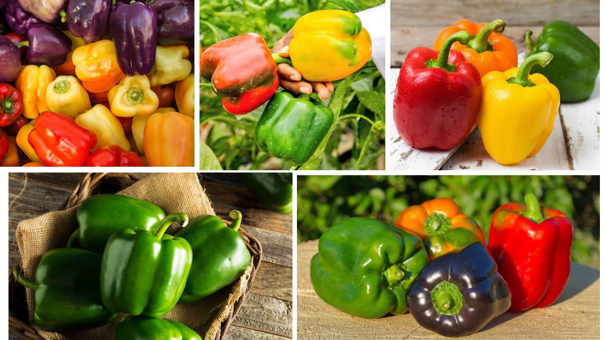 Which Country Is the Largest Bell Pepper Producer in the World?